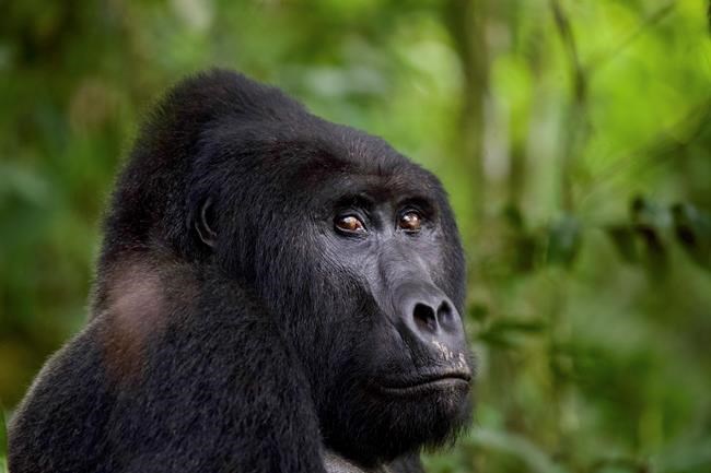 Man who killed Uganda gorilla Rafiki gets 11 years in jail | iNFOnews.ca