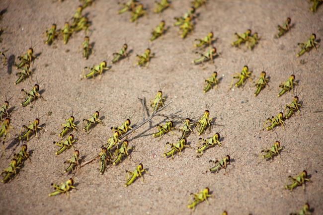 AP Explains: How climate change feeds Africa locust invasion | iNFOnews.ca AP Explains: How climate change feeds Africa locust invasion | iNFOnews.ca