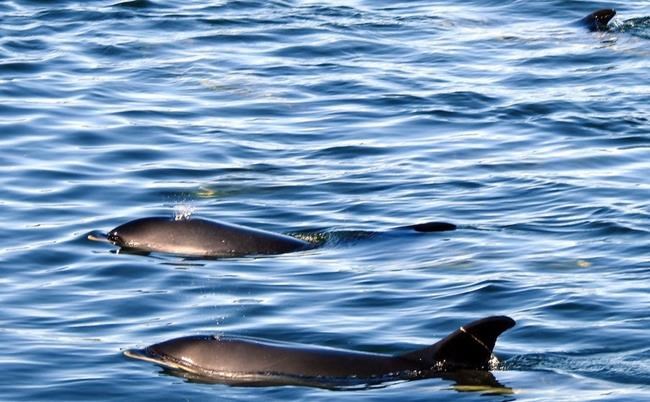 Officials hope to herd stranded dolphins in New Brunswick back into open ocean | iNFOnews.ca