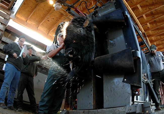 National park in North Dakota to reduce bison herd | iNFOnews.ca