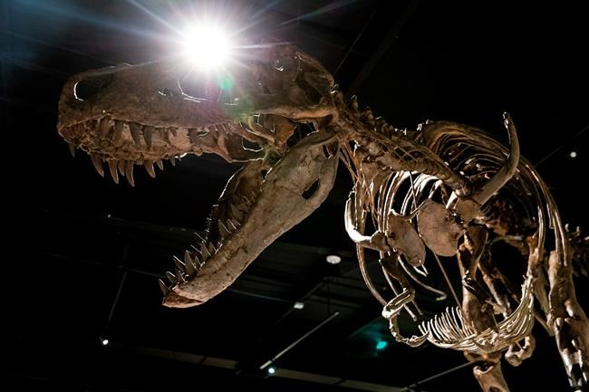 Omaha's Durham Museum set to feature new T. rex exhibit | iNFOnews.ca