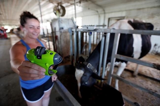 Moo-ving out: Sensor sends text alerts from cows in labour | iNFOnews.ca CP1971195238