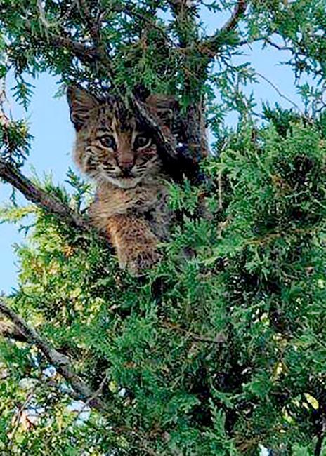 Officer trying to rescue kitten finds a bobcat instead | iNFOnews.ca