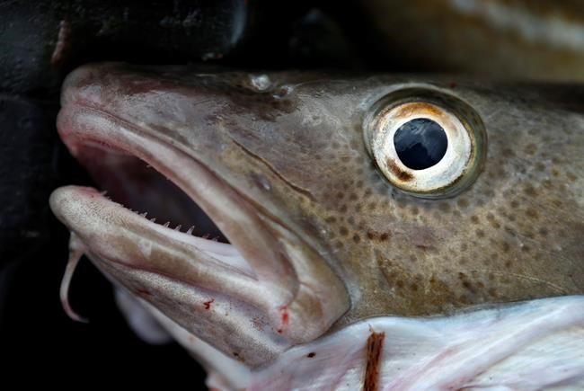 Historic cod fishery had worst year in history in 2017 | iNFOnews.ca