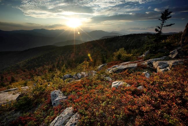 Despite high hopes, hot weather dulls fall foliage season | iNFOnews.ca