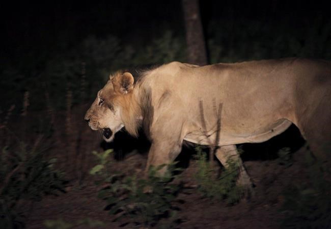 No longer king of the jungle: New fund to aid Africa's lions | iNFOnews.ca No longer king of the jungle: New fund to aid Africa's lions | iNFOnews.ca