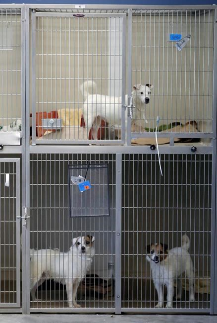 Noted dog breeder owns kennels where dogs found in squalor | iNFOnews.ca Noted dog breeder owns kennels where dogs found in squalor | iNFOnews.ca