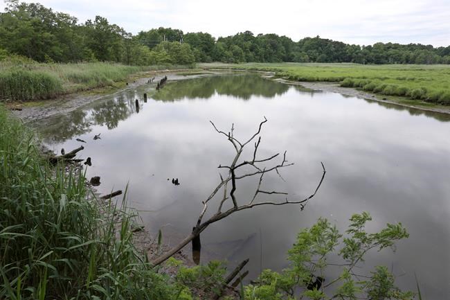 Shark attack! 1916 deaths sparked fear that endures today | iNFOnews.ca Shark attack! 1916 deaths sparked fear that endures today | iNFOnews.ca