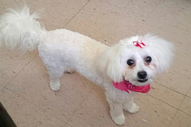 Woman reunited with pet dog who disappeared 6 months ago | iNFOnews.ca Woman reunited with pet dog who disappeared 6 months ago | iNFOnews.ca