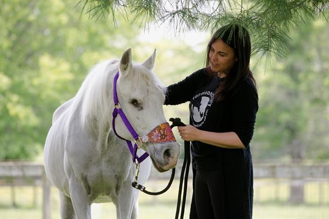 Paint-covered horse adopted by Jon Stewart and wife dies | iNFOnews.ca CP1083724341