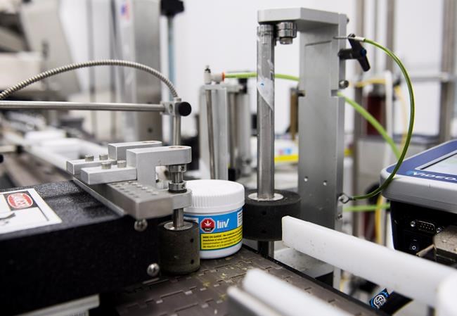 The life cycle of a cannabis plant, from seed to store | iNFOnews.ca