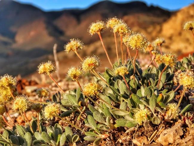 Nevada reviews possible mining threat to unique wildflower | iNFOnews.ca