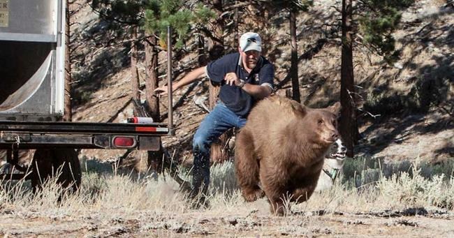 Nevada biologist sues bear activists for defamation | iNFOnews.ca