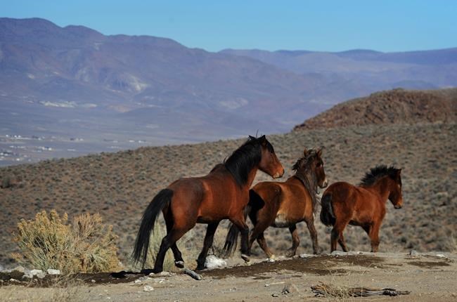 BLM boss: Wild horse program facing future $1B budget crisis | iNFOnews.ca CP1942478710