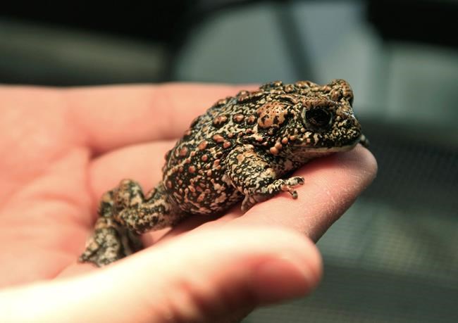 Endangered species listing considered for rare Nevada toad | iNFOnews.ca