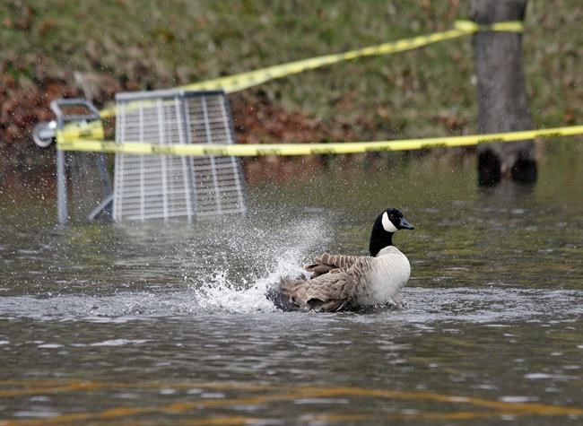 Boston looks to fix goose poop problem in parks, playgrounds | iNFOnews.ca