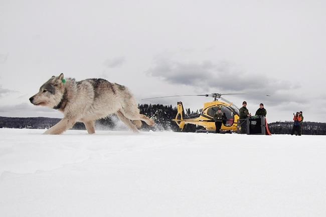Pandemic interrupts longtime Isle Royale wolf, moose study | iNFOnews.ca Pandemic interrupts longtime Isle Royale wolf, moose study | iNFOnews.ca