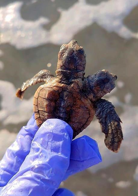 S Carolina turtle patrol group finds two-headed hatchling | iNFOnews.ca S Carolina turtle patrol group finds two-headed hatchling | iNFOnews.ca