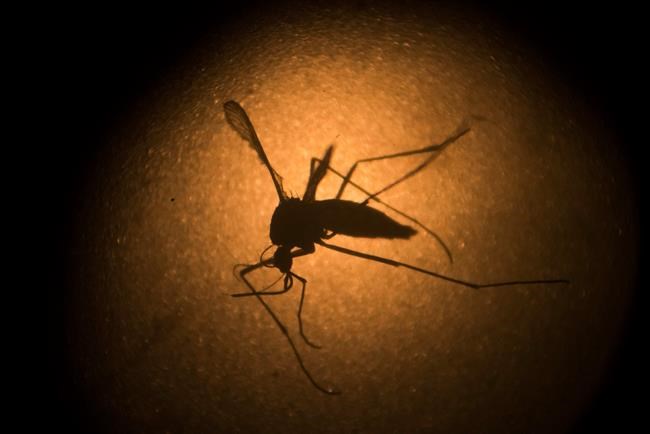 Pregnant women in US with Zika spikes on new counting method | iNFOnews.ca