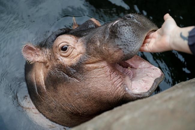 Texas-based hippo eyeing Cincinnati's famed Fiona | iNFOnews.ca