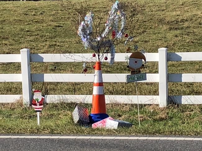 Christmas 'Cone Weed' loses its cone, much of its weediness | iNFOnews.ca Christmas 'Cone Weed' loses its cone, much of its weediness | iNFOnews.ca