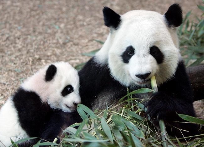 Zoo Atlanta's giant female panda is expecting twins, again! | iNFOnews.ca