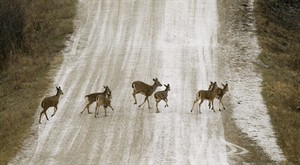 Soaring deer populations are nuisances for airports, threats to pilots | iNFOnews.ca CP30021133