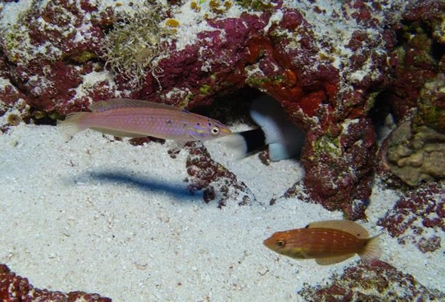 Researchers discover 3 new species of fish off Hawaii | iNFOnews.ca Researchers discover 3 new species of fish off Hawaii | iNFOnews.ca