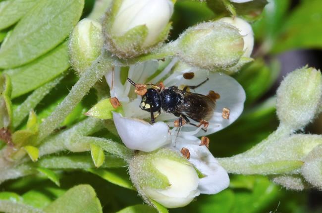 Feds list 7 Hawaii bee species as endangered, a first in US | iNFOnews.ca