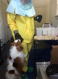 Veterinarians' group issues advice on quarantine and handling pets that may catch Ebola | iNFOnews.ca Veterinarians' group issues advice on quarantine and handling pets that may catch Ebola | iNFOnews.ca