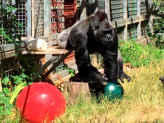 Gorilla back in Cincinnati Zoo after long California stay | iNFOnews.ca