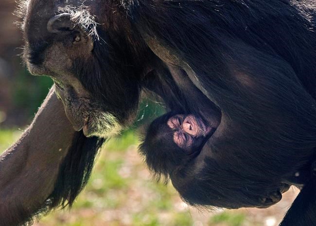 Baby chimpanzee born at North Carolina Zoo | iNFOnews.ca