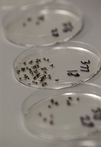 CDC: West Nile cases rise 40 per cent in 1 week; disease may be peaking but more cases expected | iNFOnews.ca