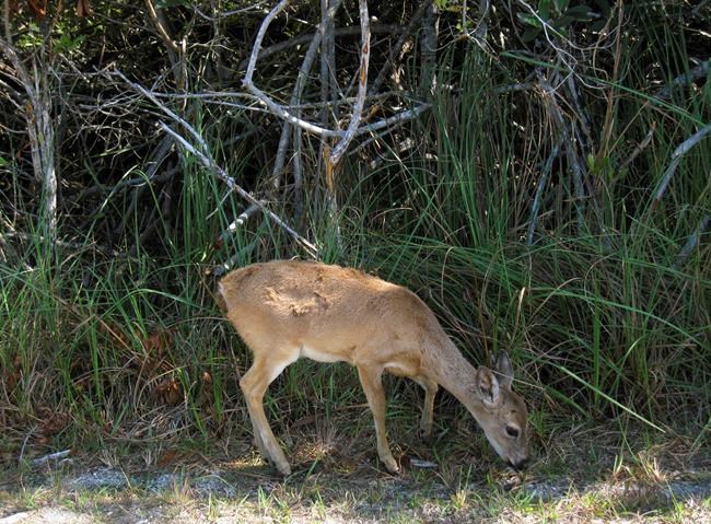 Screwworm infestation threatens tiny deer in Florida Keys | iNFOnews.ca Screwworm infestation threatens tiny deer in Florida Keys | iNFOnews.ca