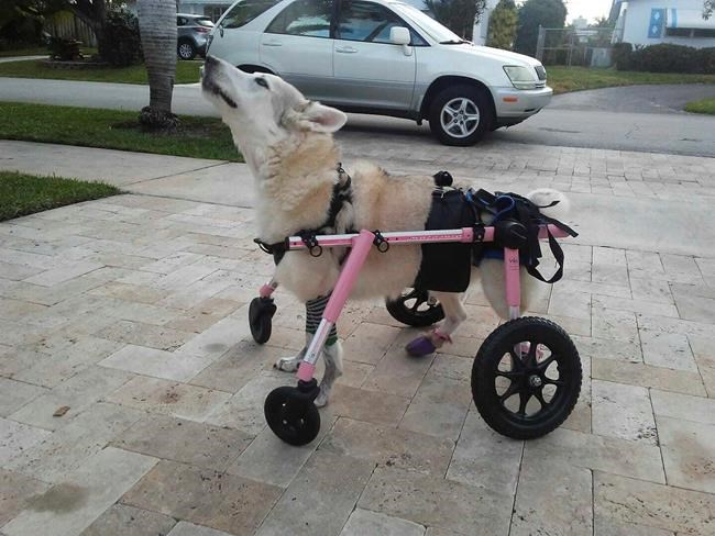 Correction: Disabled Dog Search story | iNFOnews.ca Correction: Disabled Dog Search story | iNFOnews.ca