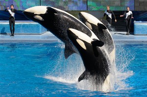 SeaWorld says it will expand killer whale environments; 'Blackfish' film has hurt business | iNFOnews.ca CP29508022