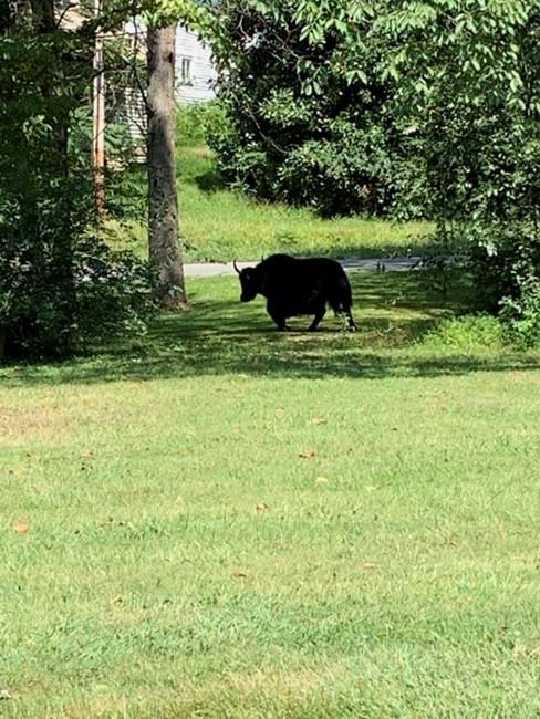 Yak on ride to butcher shop escapes to Virginia mountains | iNFOnews.ca