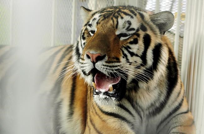 Vet: LSU's tiger mascot has 1-2 months to live with cancer | iNFOnews.ca