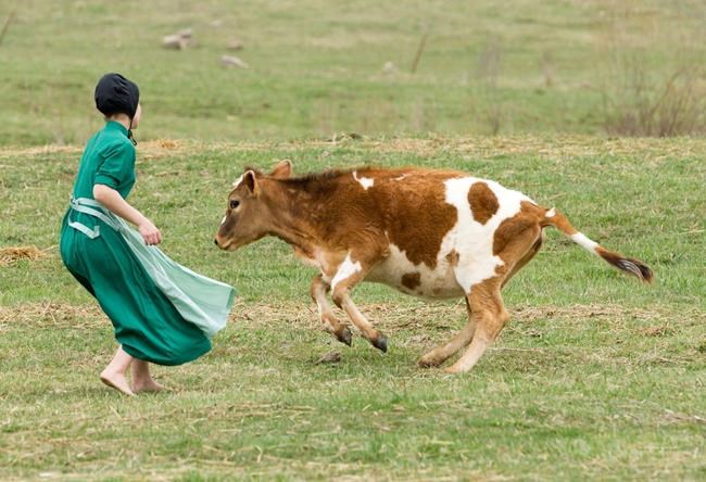 Can house dust explain why Amish protected from asthma? | iNFOnews.ca CP2024346265