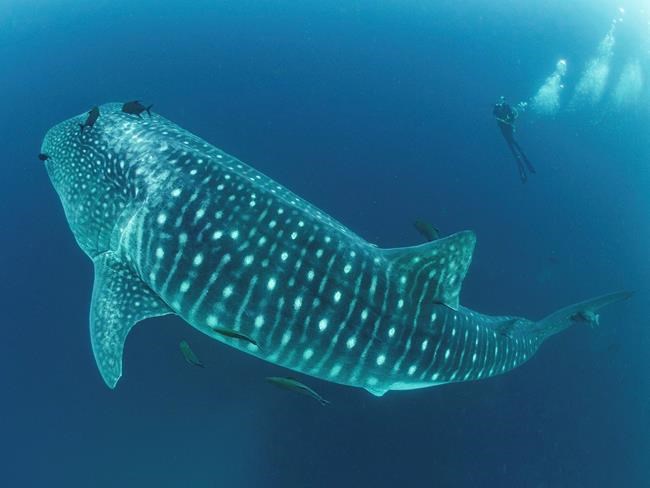 Cracking the mysteries of the elusive, majestic whale shark | iNFOnews.ca