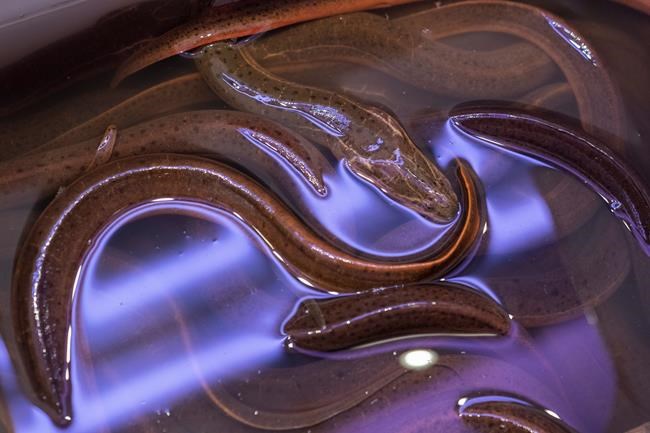 'Big pile' of eels dumped in NYC park; impact not yet known | iNFOnews.ca