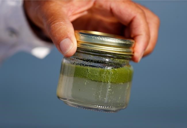 Toxic algae: Once a nuisance, now a severe nationwide threat | iNFOnews.ca Toxic algae: Once a nuisance, now a severe nationwide threat | iNFOnews.ca