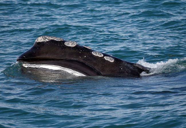 Maine whale protection plan doesn't go far enough, feds say | iNFOnews.ca