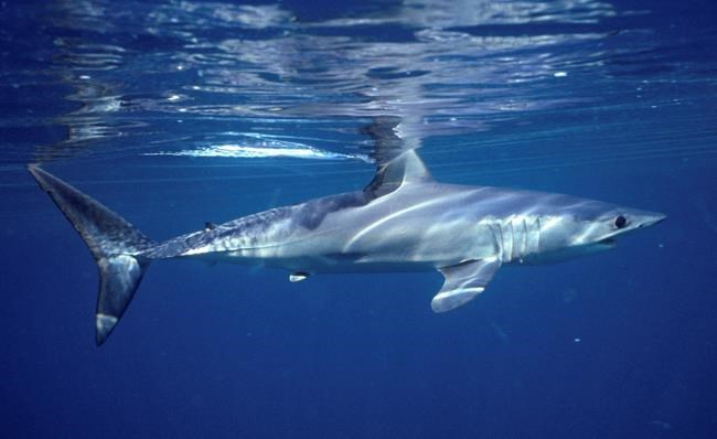 Empty seas: Oceanic shark populations dropped 71% since 1970 | iNFOnews.ca Empty seas: Oceanic shark populations dropped 71% since 1970 | iNFOnews.ca