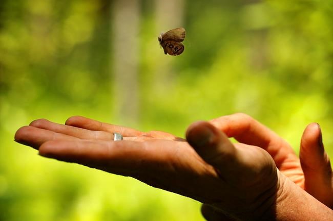 Butterfly on a bomb range: Endangered Species Act at work | iNFOnews.ca Butterfly on a bomb range: Endangered Species Act at work | iNFOnews.ca