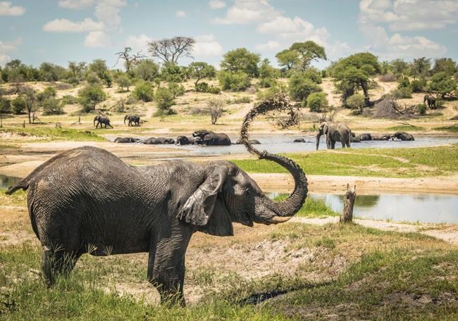 Once seen as loners, male elephants shown to follow elders | iNFOnews.ca