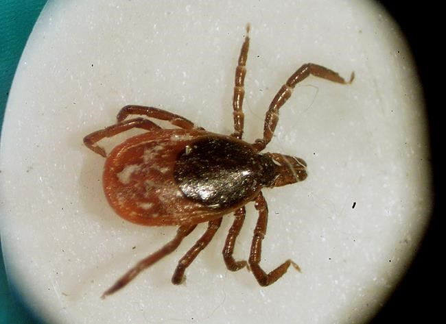 US officials report a record number of tick diseases | iNFOnews.ca US officials report a record number of tick diseases | iNFOnews.ca