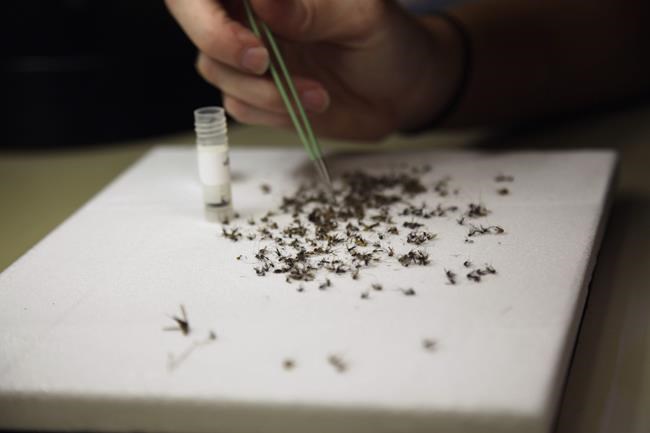 As Zika looms, US health officials worry about the neighbours | iNFOnews.ca
