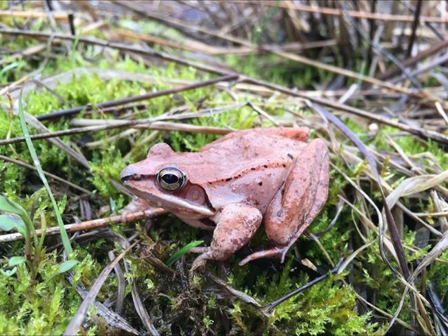 Wood frogs' No. 1 option: Hold in pee all winter to survive | iNFOnews.ca