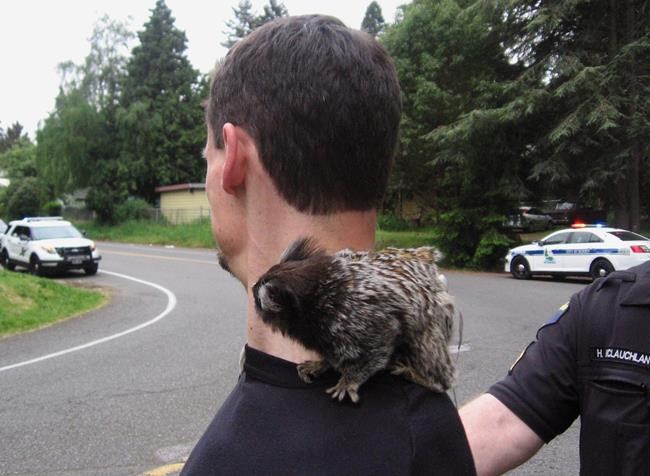 Driver had a monkey on his back even before he got arrested | iNFOnews.ca CP650940156